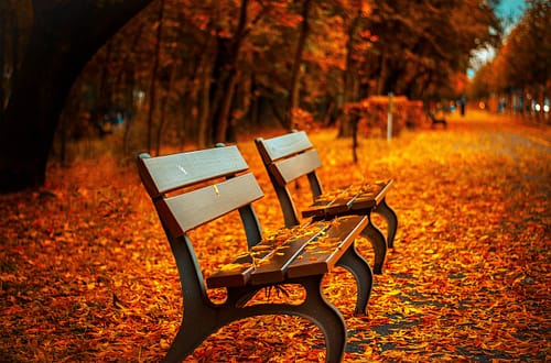 benches, autumn, park, rest, sit, park bench, seats, wood, nature, wooden bench, leaves, foliage, autumn leaves, autumn foliage, autumn season, autumn colors, fall, fall foliage, fallen leaves, fall colors