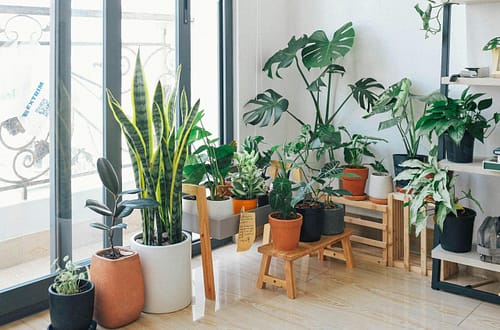 A vibrant collection of indoor plants in a cozy and modern room.